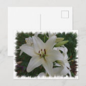 Carte Postale Lys blancs (Devant / Derrière)