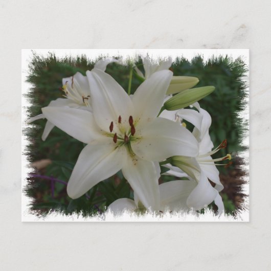 Carte Postale Lys blancs (Devant)