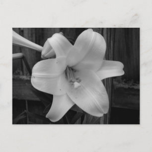 Carte Postale Lys blancs