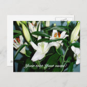 Carte Postale lys blancs (Devant / Derrière)