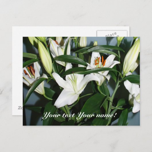 Carte Postale lys blancs (Devant / Derrière)
