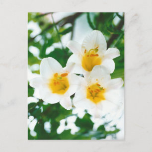 Carte Postale Lys blancs rustiques - Lilium candidum