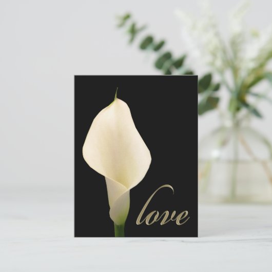 Carte Postale Lys calla blanc simple (Debout devant)