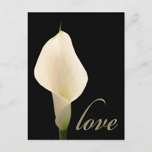 Carte Postale Lys calla blanc simple (Devant)