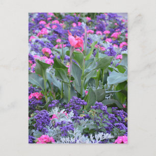 Carte Postale Lys calla rose dans le jardin de printemps