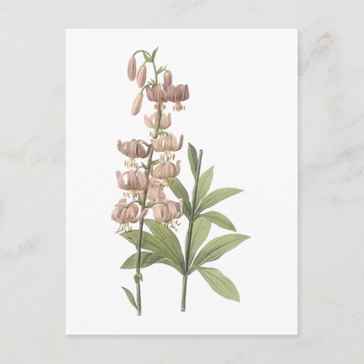 Carte Postale Lys casquette de Turk (Lilium martagon) par Redout (Devant)