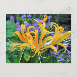 Carte Postale Lys d'araignée jaune [Carte postale]