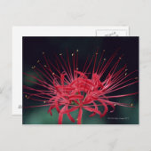 Carte Postale Lys d'araignée rouge (Devant / Derrière)