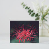 Carte Postale Lys d'araignée rouge (Debout devant)