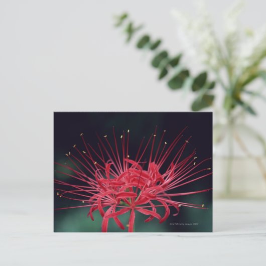Carte Postale Lys d'araignée rouge (Debout devant)
