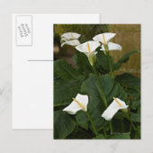 Carte Postale Lys d'arum ou de calla, Zantedeschia aethiopica, (Devant / Derrière)