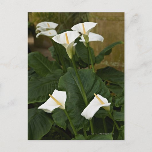 Carte Postale Lys d'arum ou de calla, Zantedeschia aethiopica, (Devant)