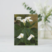 Carte Postale Lys d'arum ou de calla, Zantedeschia aethiopica, (Debout devant)
