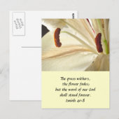 Carte Postale Lys de lumière (Devant / Derrière)