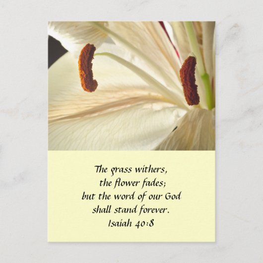 Carte Postale Lys de lumière (Devant)