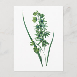 Carte Postale Lys de maïs africain (Ixia viridiflora) par Redout