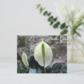 Carte Postale Lys de paix n° 3 (Debout devant)