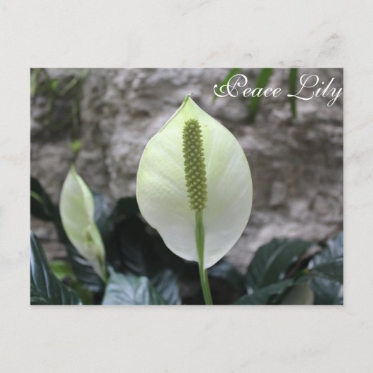 Carte Postale Lys de paix n° 3 (Devant)