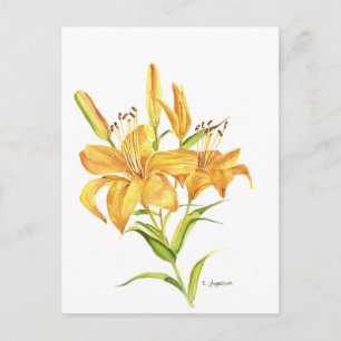 Carte Postale Lys de tigre