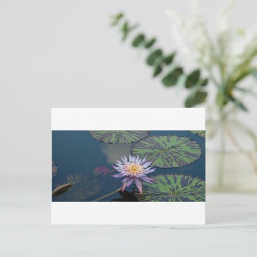 Carte Postale Lys d'eau (Debout devant)