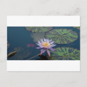 Carte Postale Lys d'eau (Devant)