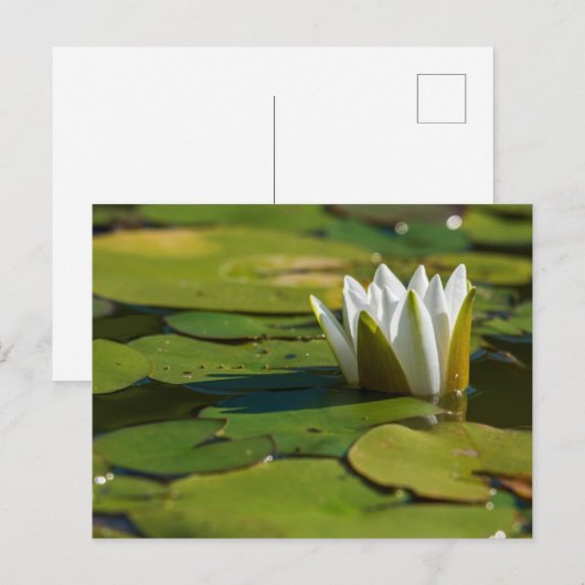 Carte Postale Lys d'eau (Devant / Derrière)