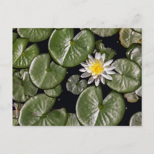 Carte Postale Lys d'eau (Devant)