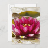 Carte Postale Lys d'eau (Devant / Derrière)