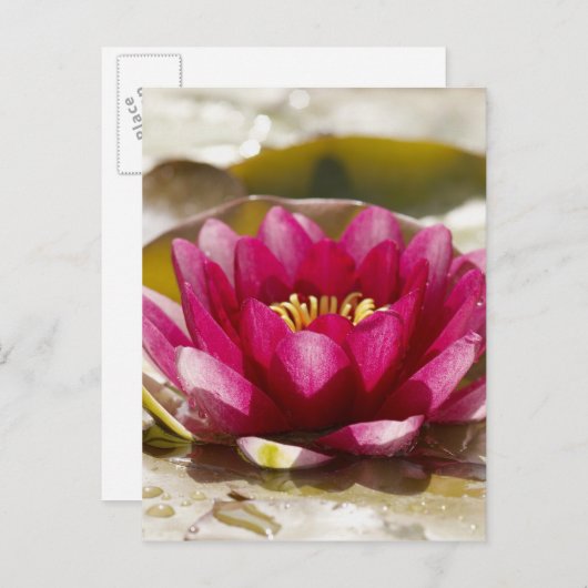 Carte Postale Lys d'eau (Devant / Derrière)