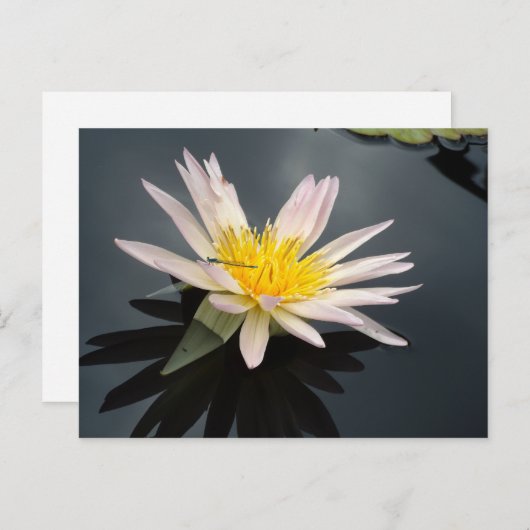 Carte Postale Lys d'eau avec libellule (Devant / Derrière)