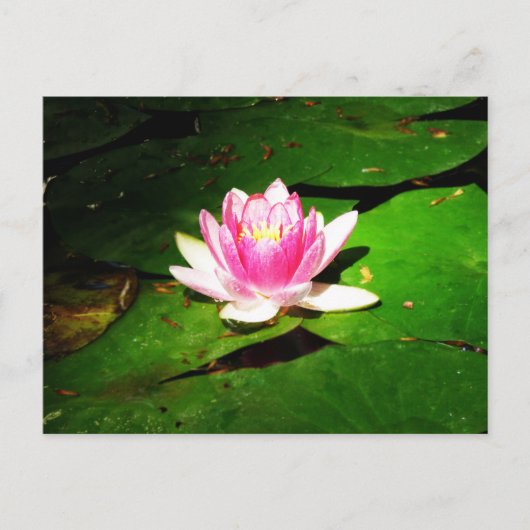 Carte Postale Lys d'eau dans le jardin botanique de Crimée (Devant)