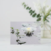 Carte Postale Lys d'eau de verre (Debout devant)