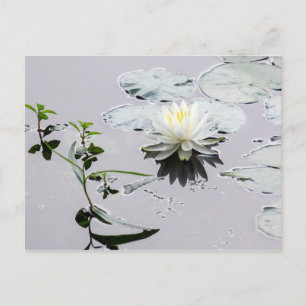 Carte Postale Lys d'eau de verre