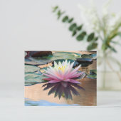 Carte Postale Lys d'eau du soleil (Debout devant)