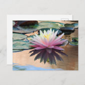 Carte Postale Lys d'eau du soleil (Devant / Derrière)