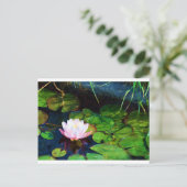 Carte Postale Lys d'eau flottant dans un étang (Debout devant)