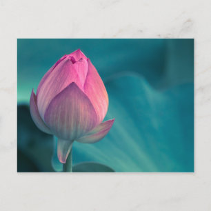 Carte Postale Lys d'eau Lotus
