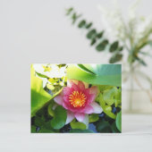 Carte Postale Lys d'eau rose (Debout devant)