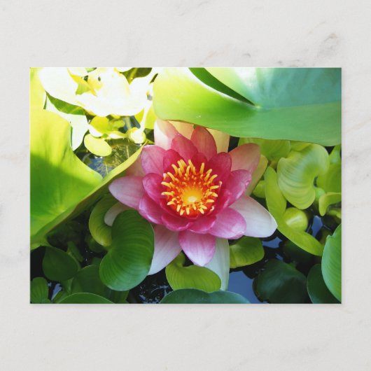 Carte Postale Lys d'eau rose (Devant)