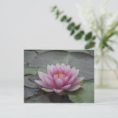 Carte Postale Lys d'eau rose (Debout devant)