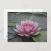 Carte Postale Lys d'eau rose (Devant / Derrière)