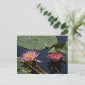 Carte Postale Lys d'eau rose Lotus (Debout devant)