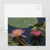 Carte Postale Lys d'eau rose Lotus (Devant / Derrière)
