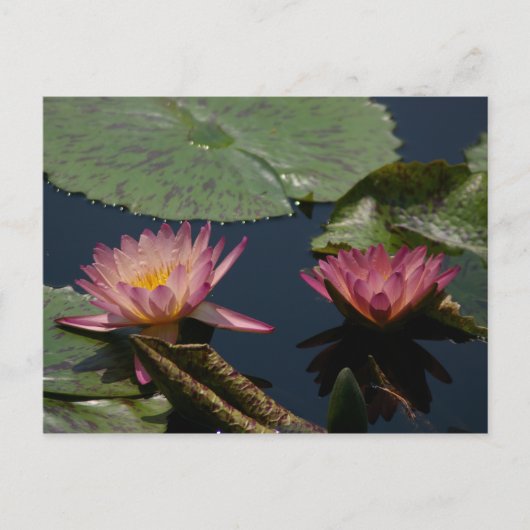 Carte Postale Lys d'eau rose Lotus (Devant)