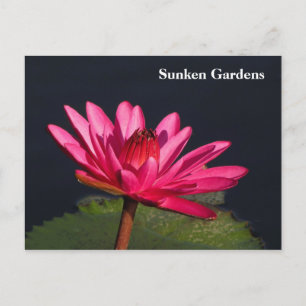 Carte Postale Lys d'eau rose Sunken Gardens #90N 090