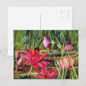 Carte Postale Lys d'eau rouge du sud de l'Inde (Devant / Derrière)