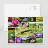 Carte Postale Lys d'eau tropicale photo collage nature fleur (Devant / Derrière)