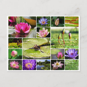 Carte Postale Lys d'eau tropicale photo collage nature fleur