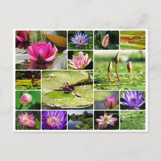 Carte Postale Lys d'eau tropicale photo collage nature fleur (Devant)