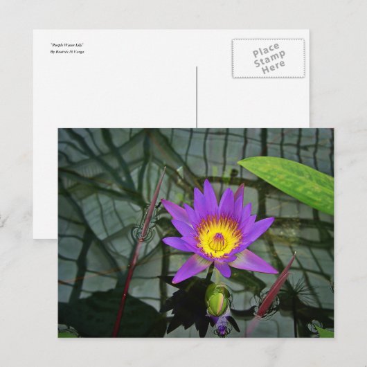 Carte postale Lys d'eau tropicale pourpre (Devant / Derrière)